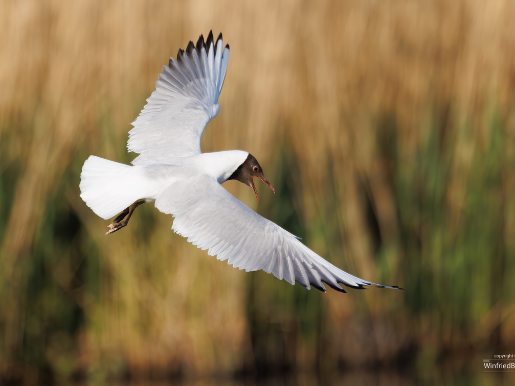 Lachmöwe